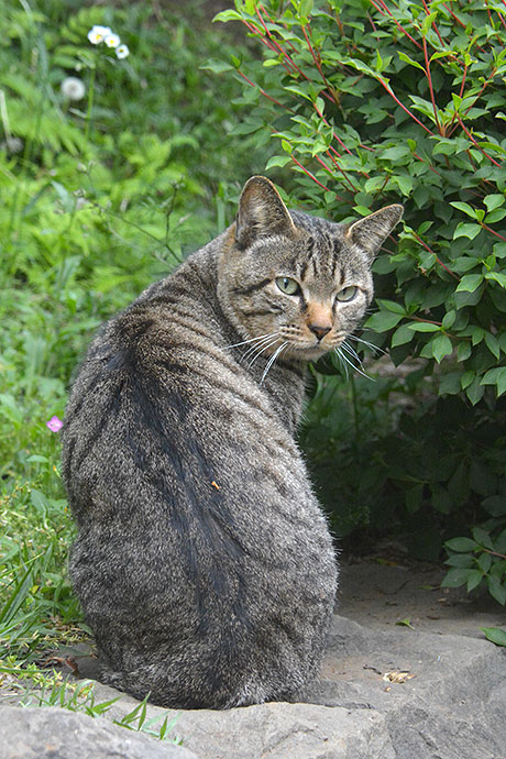 太田区のねこ