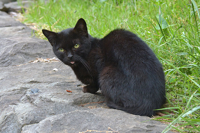 太田区のねこ