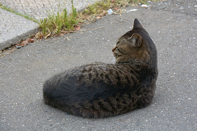 太田区のねこ