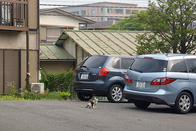 太田区のねこ