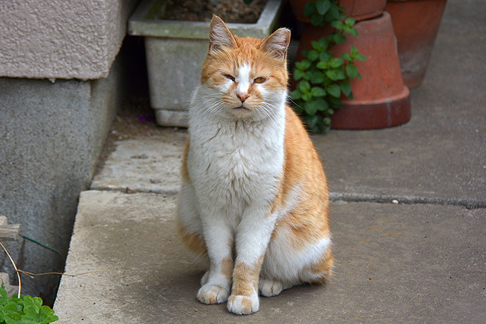太田区のねこ