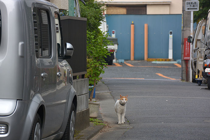 太田区のねこ