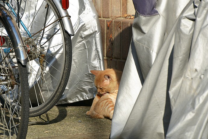 太田区のねこ