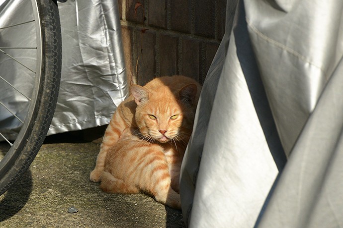 太田区のねこ