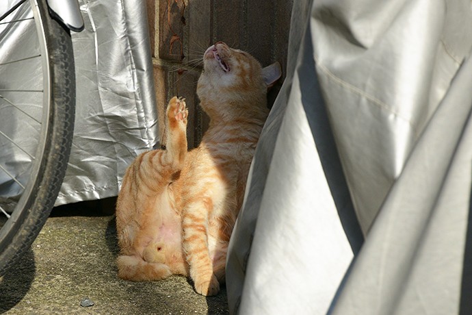 太田区のねこ