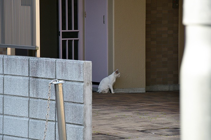 太田区のねこ