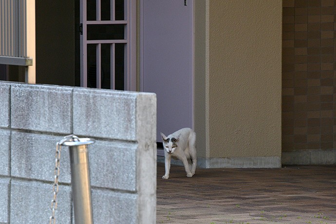 太田区のねこ