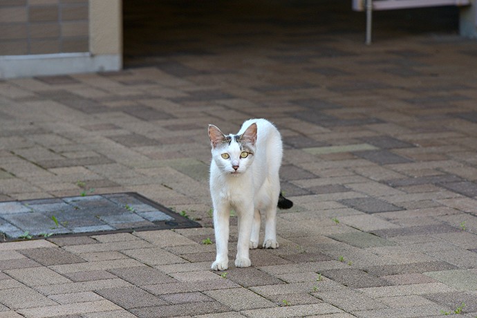 太田区のねこ