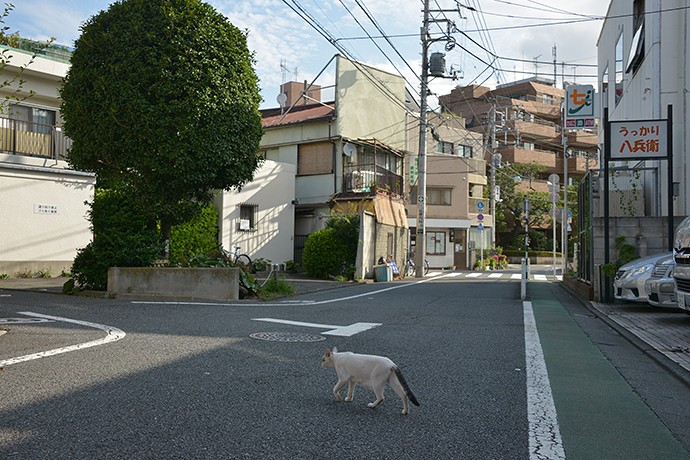 太田区のねこ