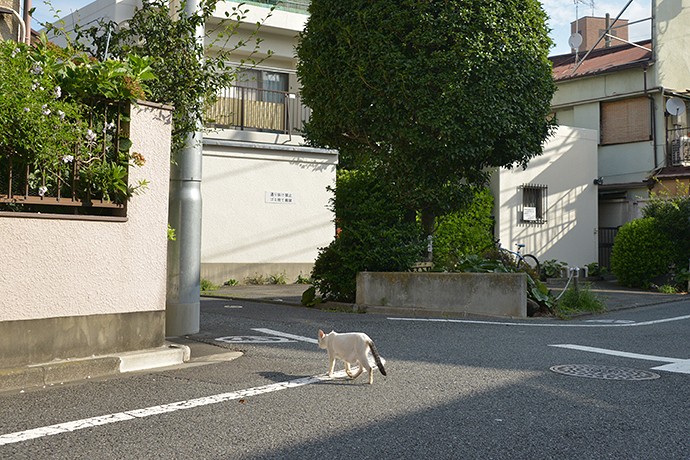 太田区のねこ