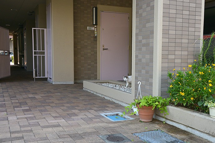 太田区のねこ