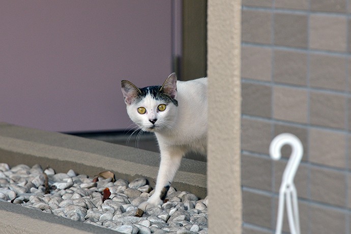 太田区のねこ