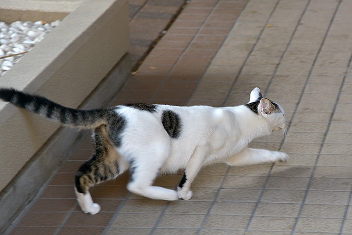 太田区のねこ