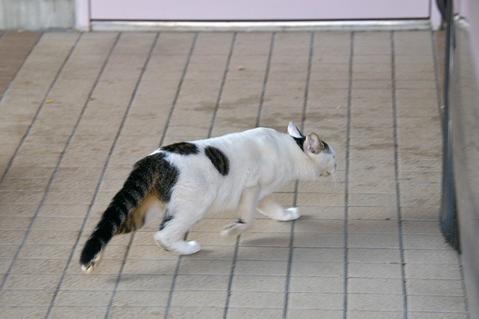 太田区のねこ