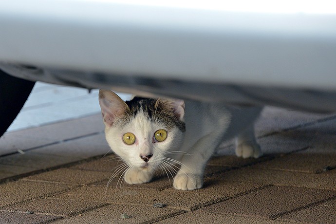 太田区のねこ