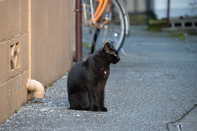太田区のねこ