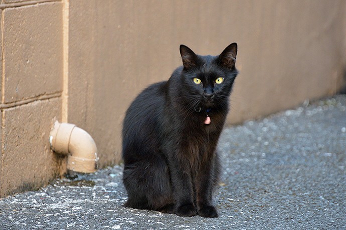 太田区のねこ