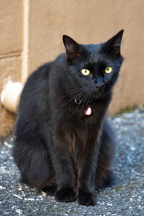 太田区のねこ