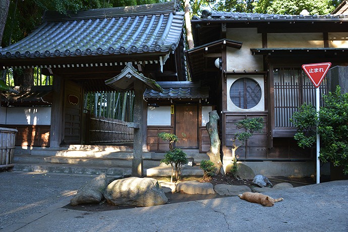 太田区のねこ