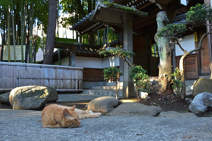 太田区のねこ