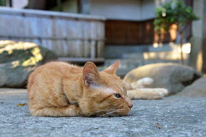 太田区のねこ