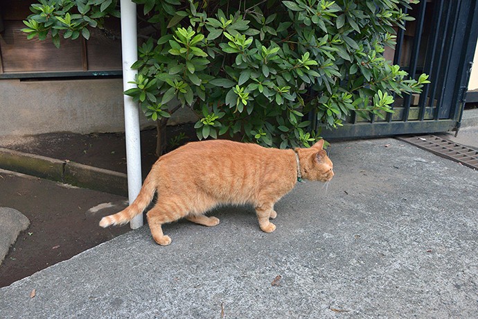 太田区のねこ