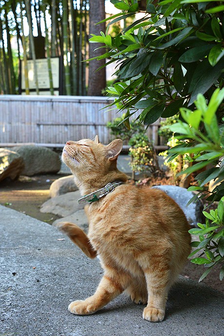 太田区のねこ