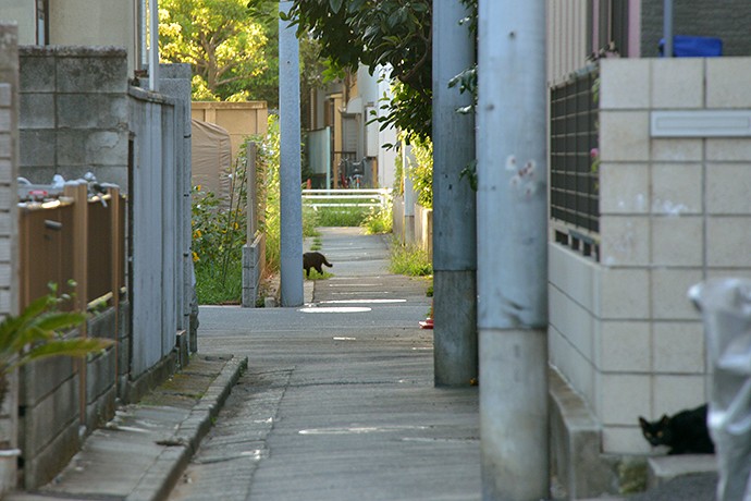 太田区のねこ