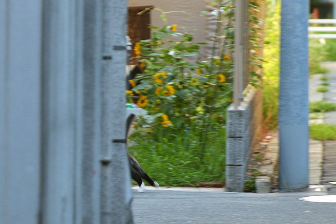 太田区のねこ