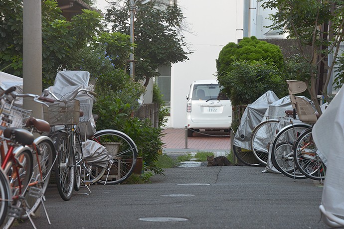 太田区のねこ