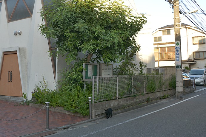 太田区のねこ