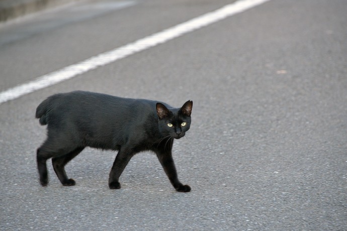 太田区のねこ