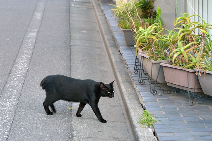 太田区のねこ
