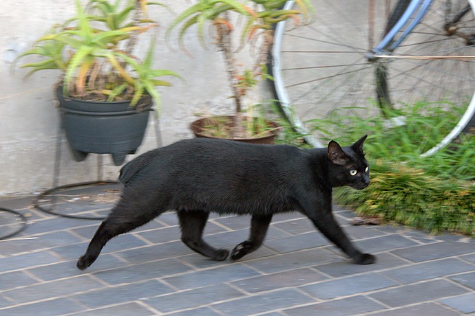 太田区のねこ
