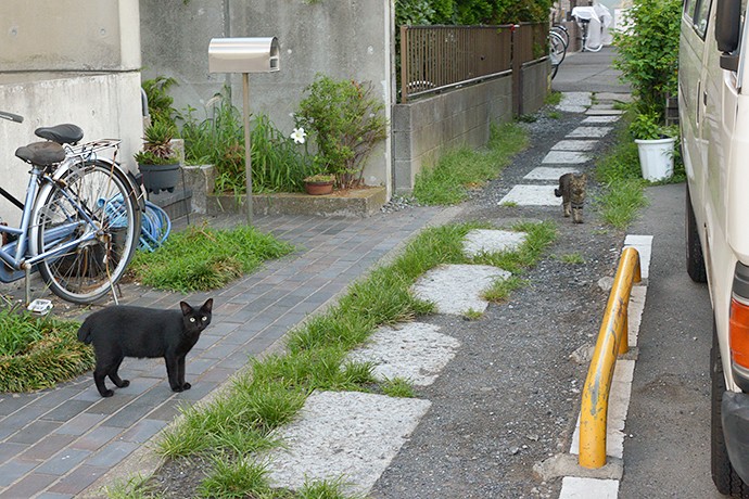 太田区のねこ