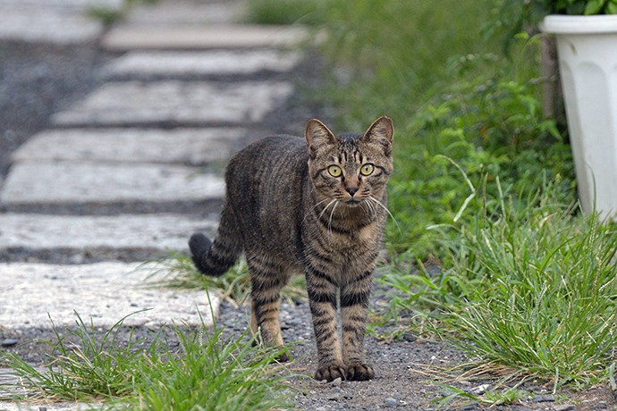 太田区のねこ