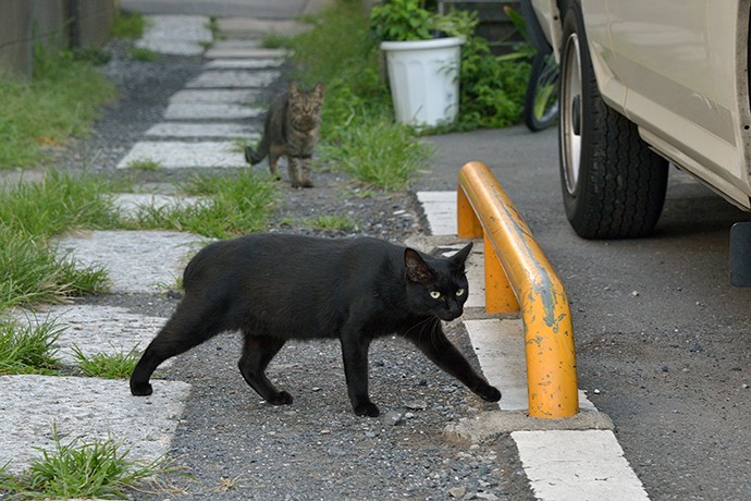 太田区のねこ