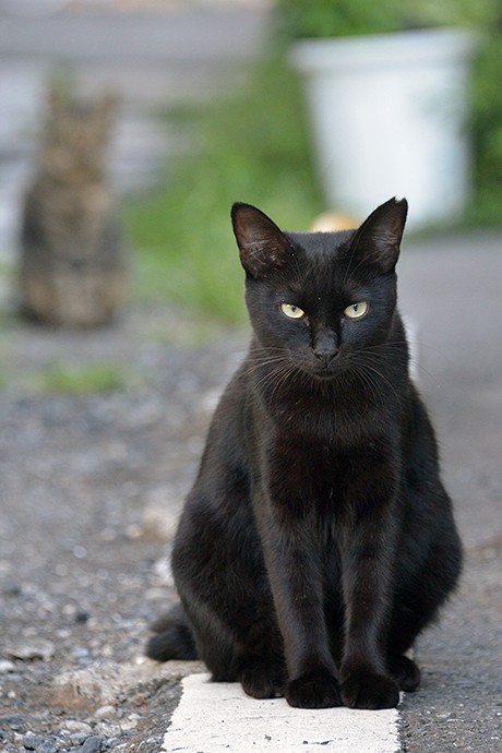 太田区のねこ