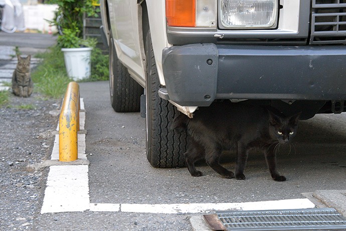 太田区のねこ
