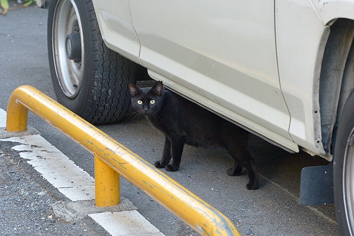 太田区のねこ
