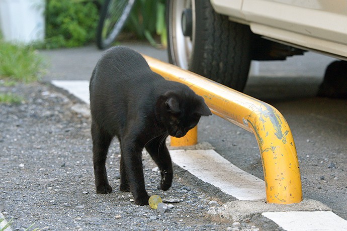 太田区のねこ
