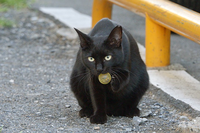 太田区のねこ