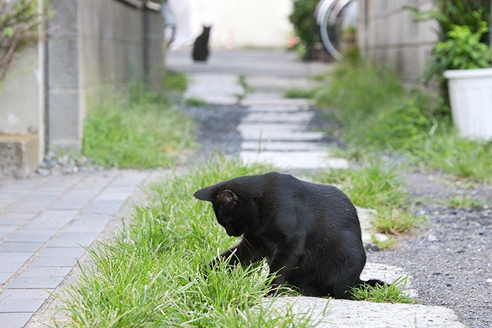 太田区のねこ