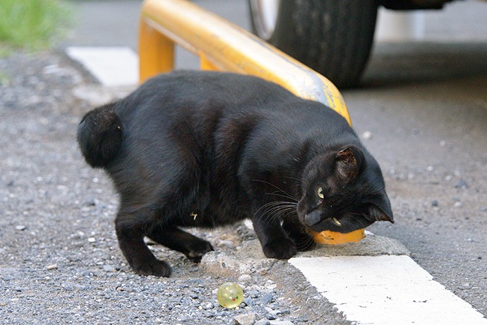 太田区のねこ
