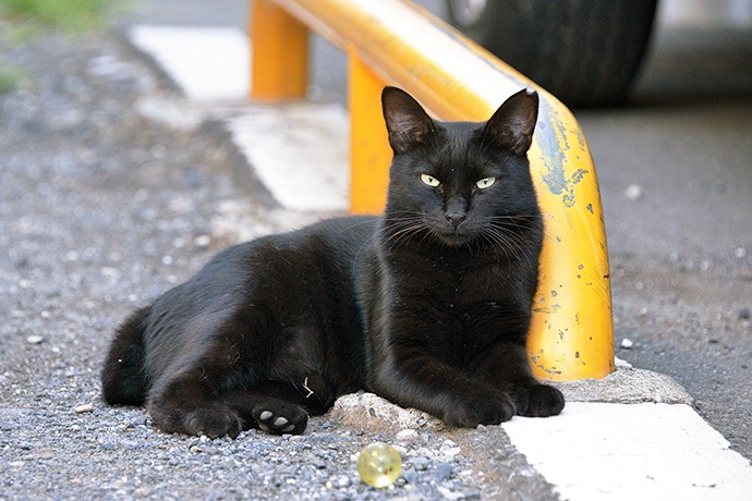 太田区のねこ