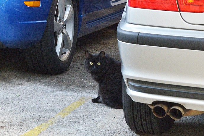 太田区のねこ