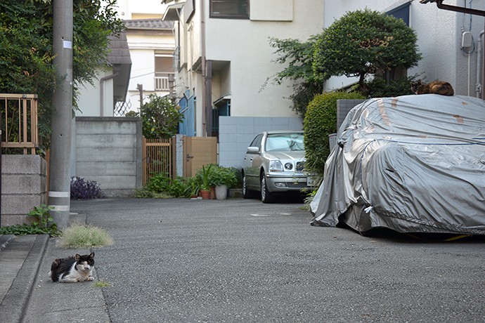 太田区のねこ