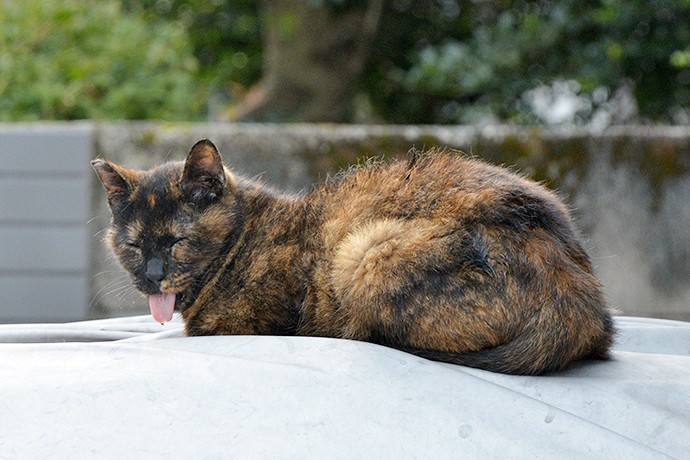 太田区のねこ