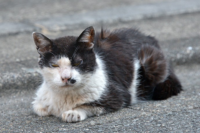 太田区のねこ