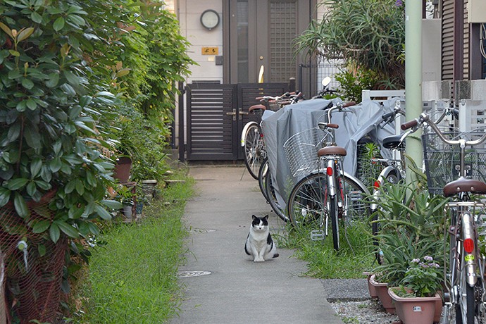太田区のねこ